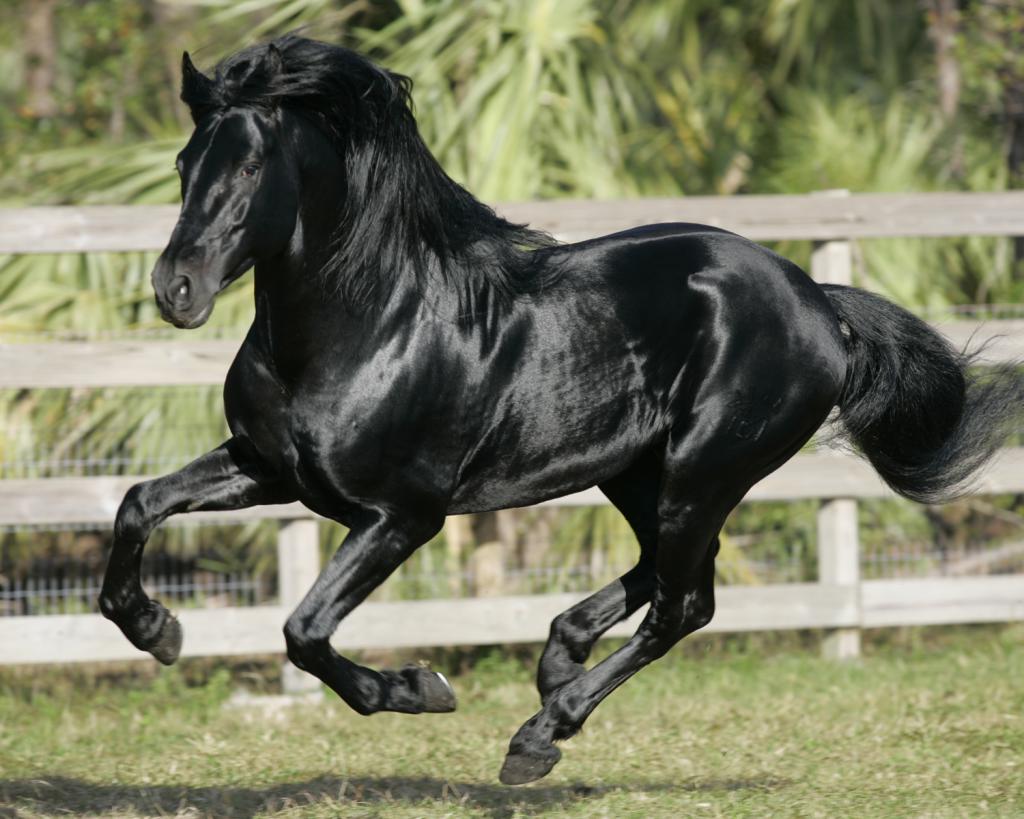 Andaluzijski konj: opis pasme