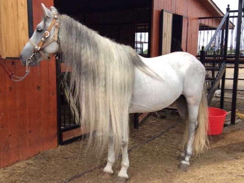 Andaluzijski konj: pregled