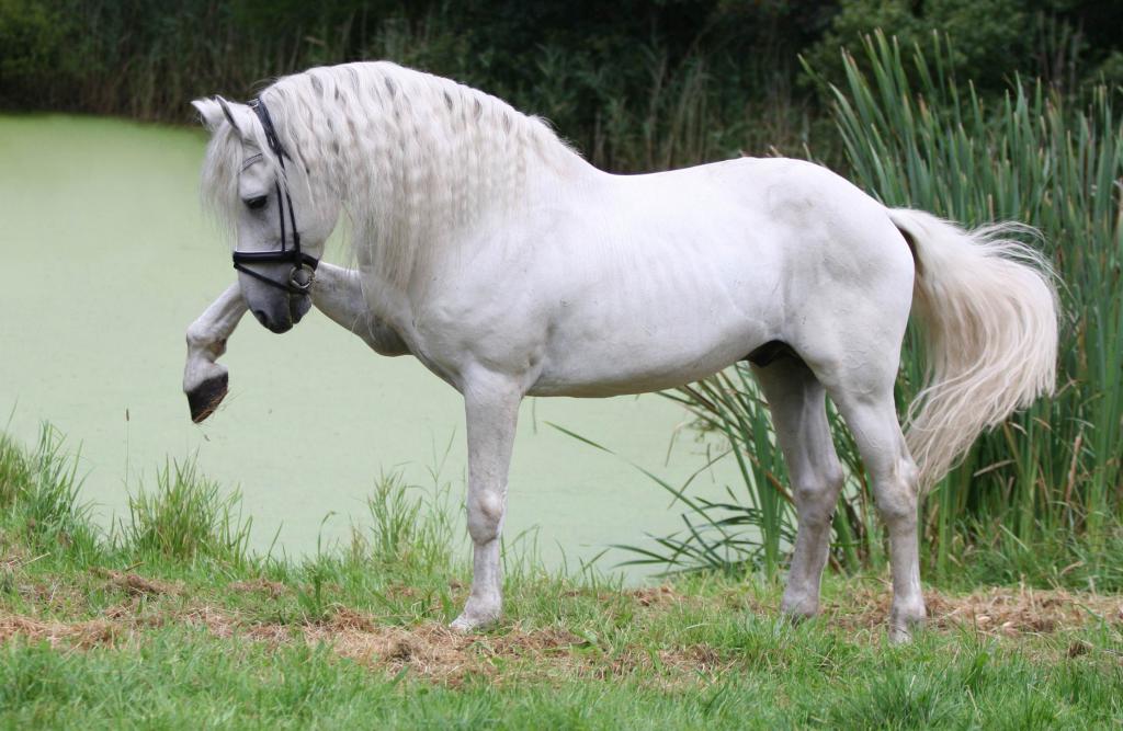 Andaluský kůň: charakter