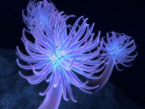 morske anemone