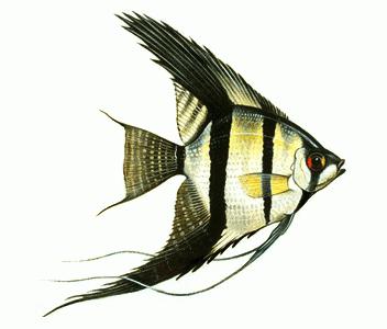 angelfish chov