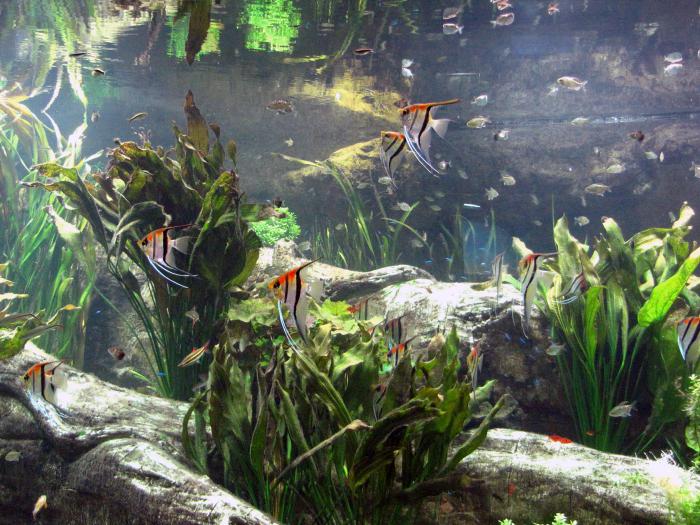 репродукција скаларне рибе у акварију