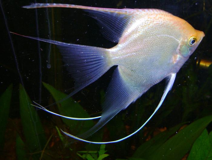 allevamento di angelfish in un acquario comune