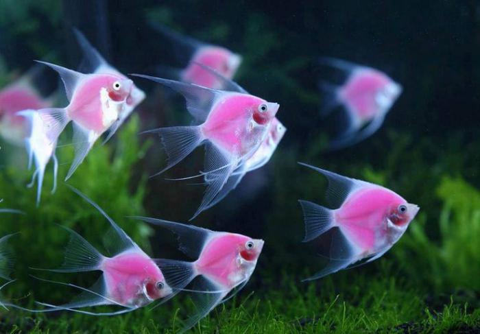 angelfish druhy