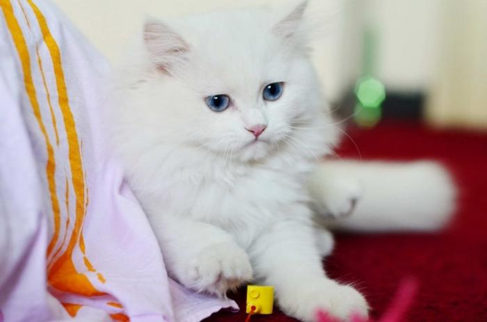 Turecká angora kočka