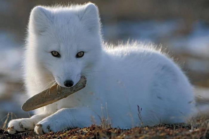 bijela lisica