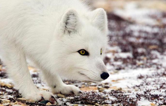 Arktična lisica v tundri