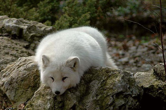 polarna lisica