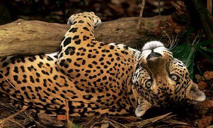 zwierzęcy jaguar