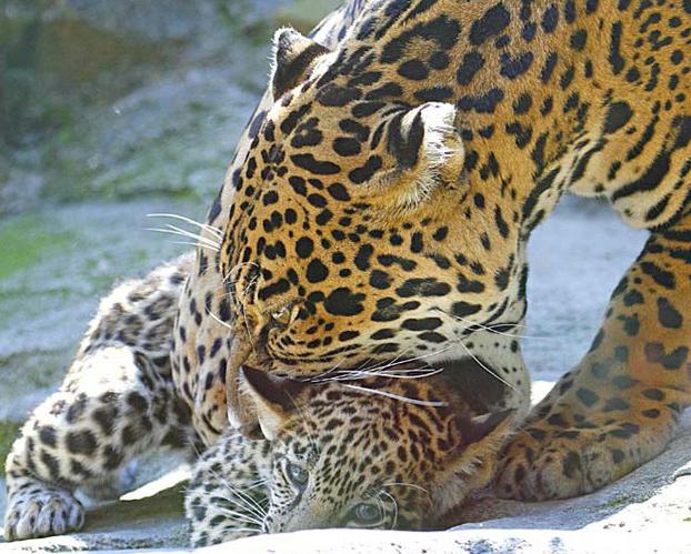 jaguar zvíře