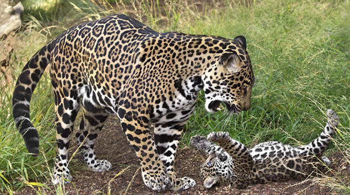 jaguar živalska fotografija