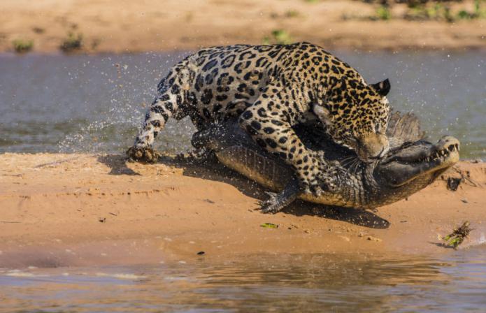 jaguar zdjęcia zwierząt