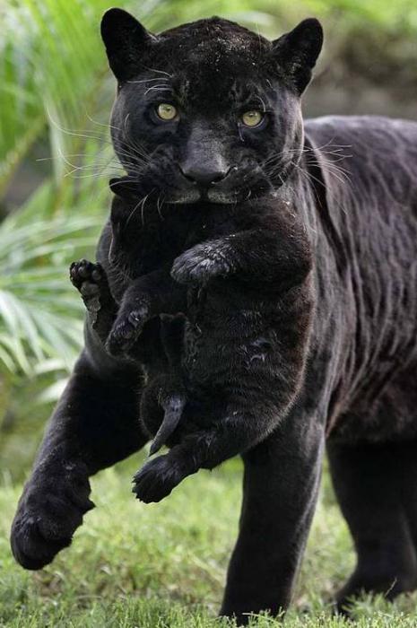 panther wildcat