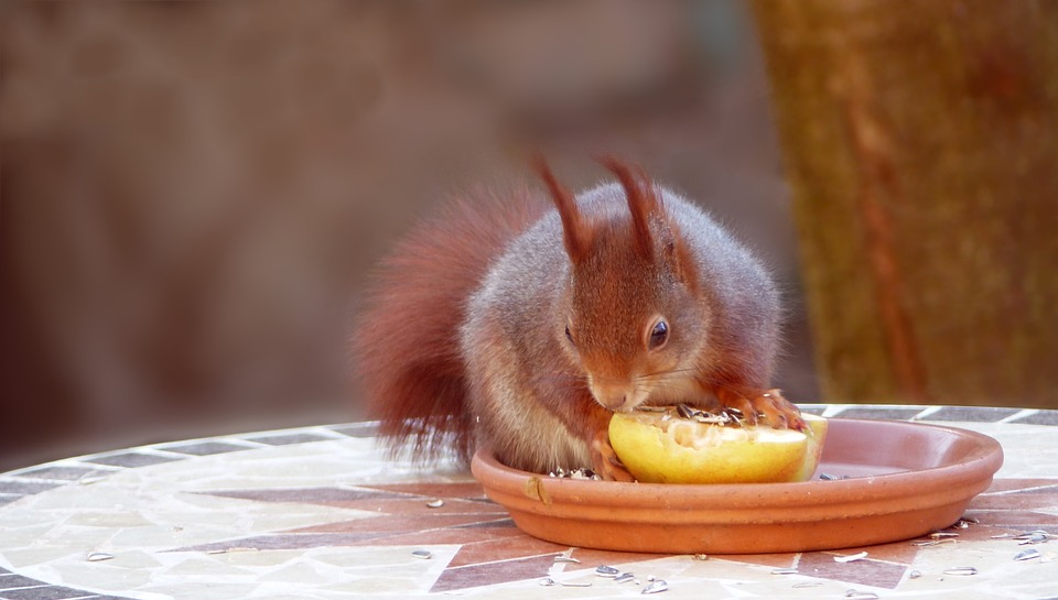 Cosa mangia scoiattolo nella foresta?