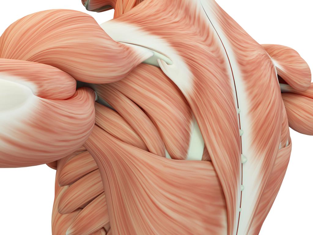 tkanka mięśniowa