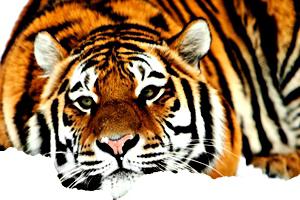 Уссурийски тигър