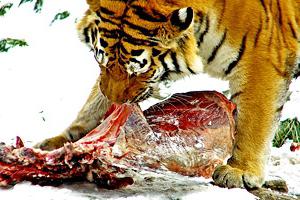 Ussurijska tigrova fotografija