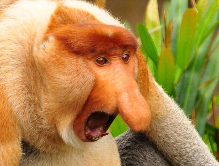 Nos małpy
