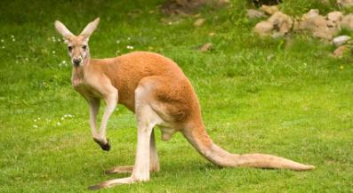 fauna selvatica Australia