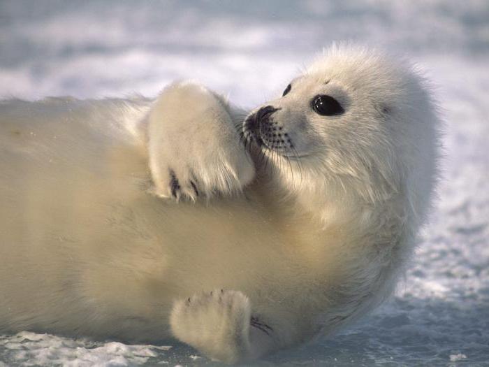 Arktični morski pečati