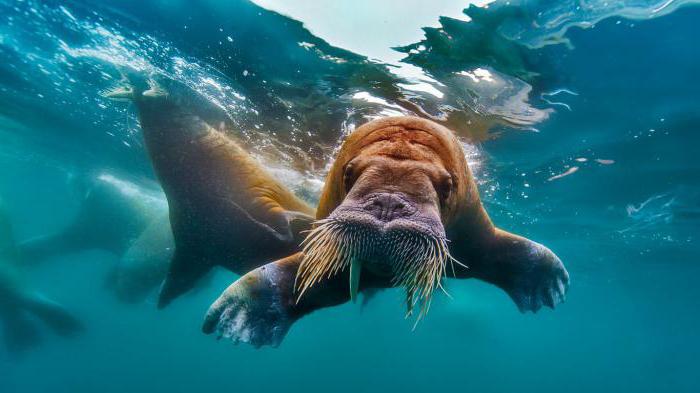 Animali dell'Oceano Artico