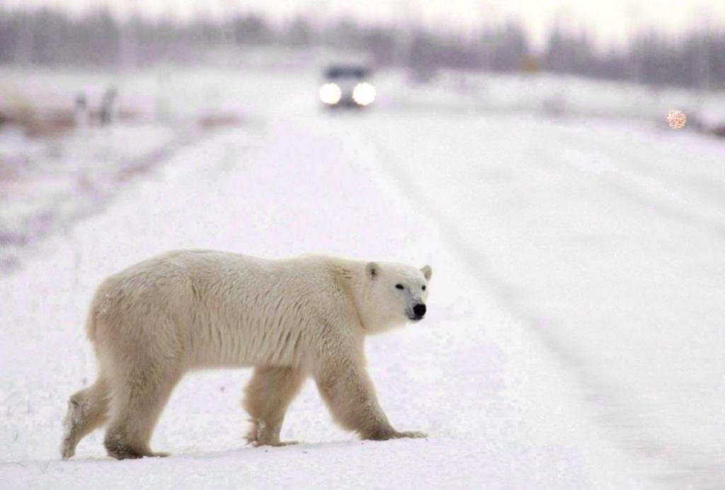 Niedźwiedź polarny