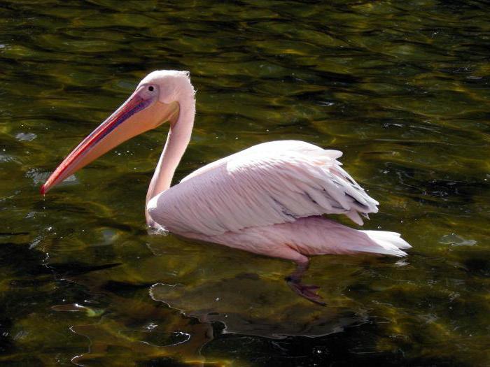 růžový pelikán