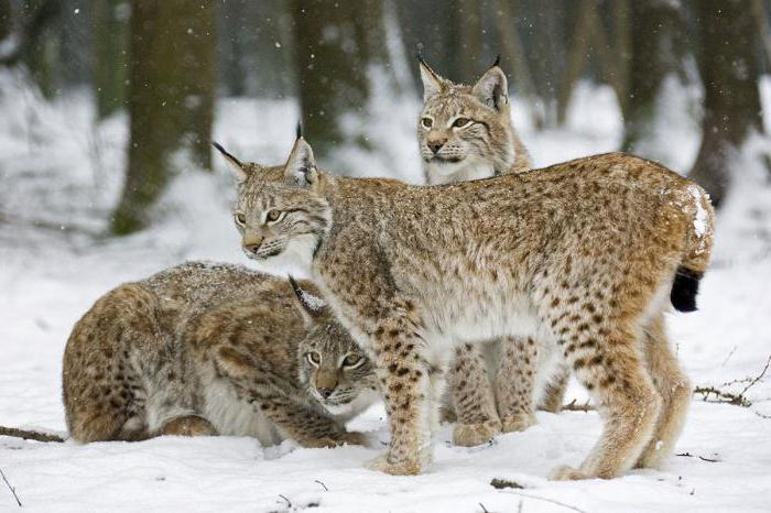 divjih živali na Uralu