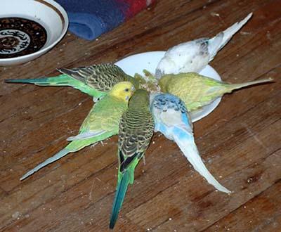 какво да хранят вълнообразен папагал