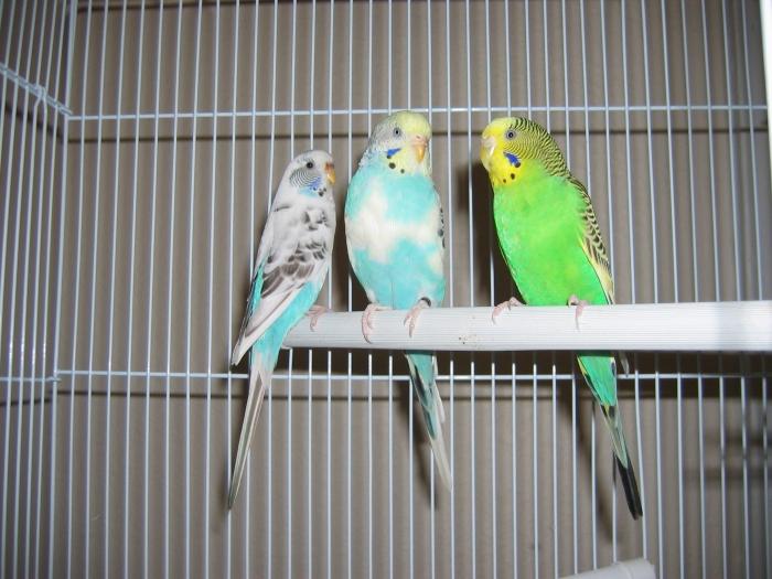 чување и одржавање папагаја