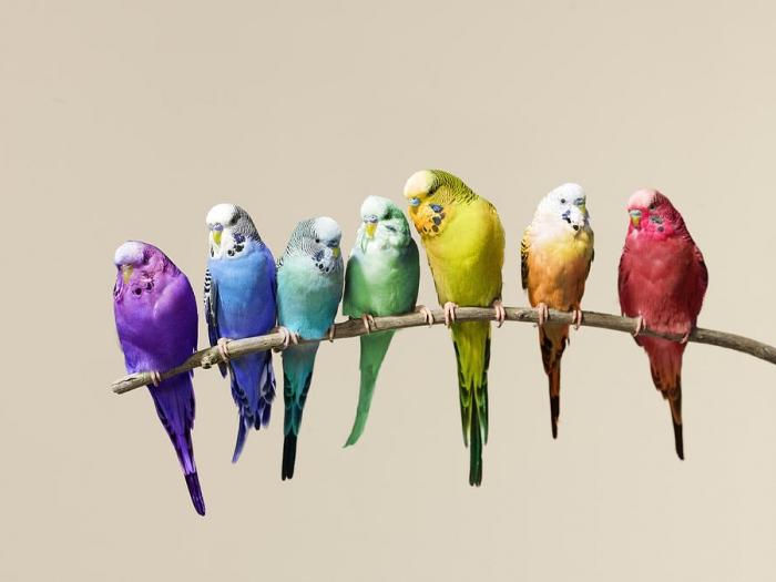 Typy zvlněných papoušek