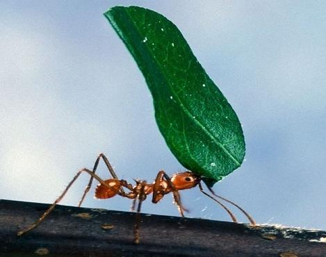 composizione alcolica formica