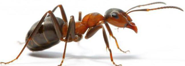 kousnutí mravence
