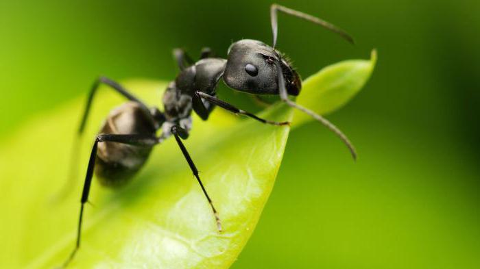 ухапване на червени мравки