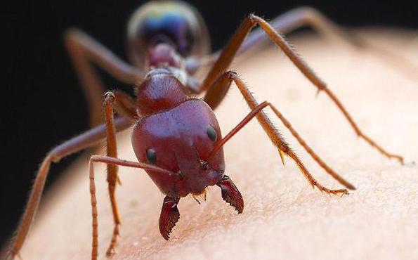 zgryz mrówki jest niebezpieczny