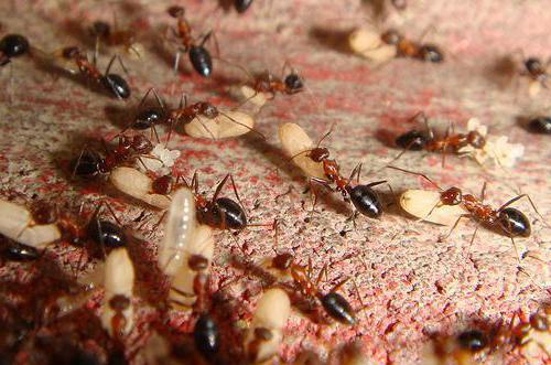mravlje ulje
