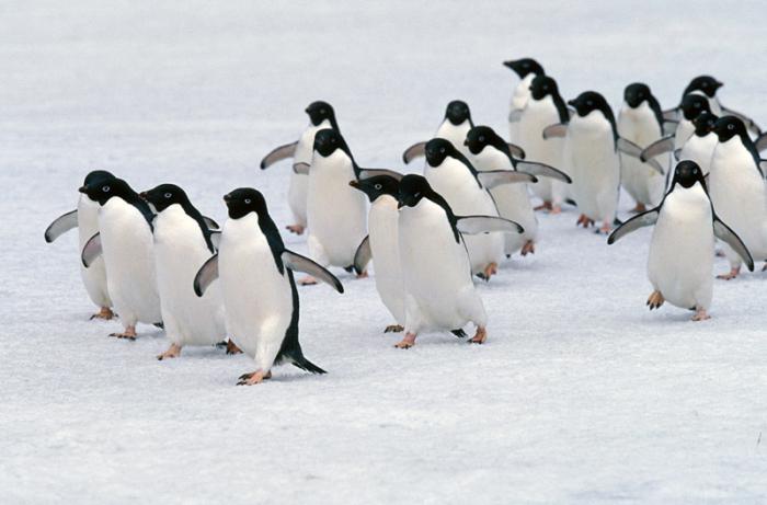 fauna dell'Antartide