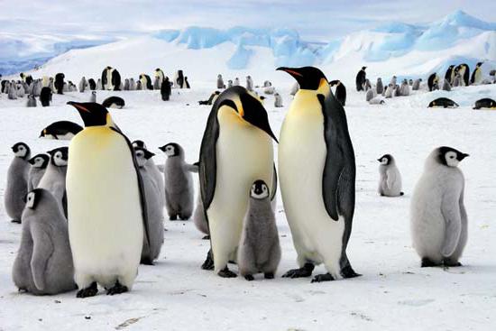 katere živali so v antarktiki
