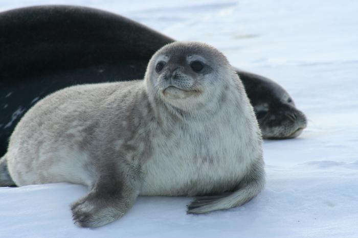 quale animale vive in Antartide
