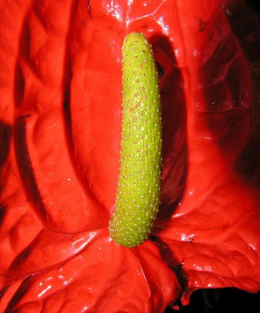 anthurium rosso