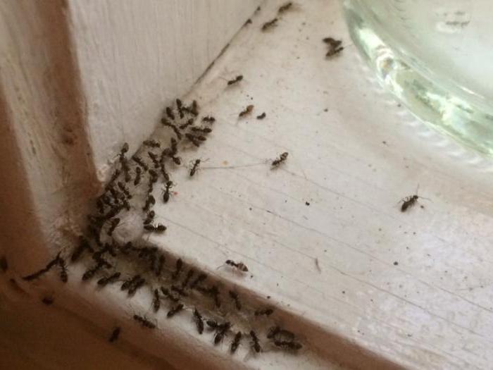 Mrówki ze skrzydłami w domu