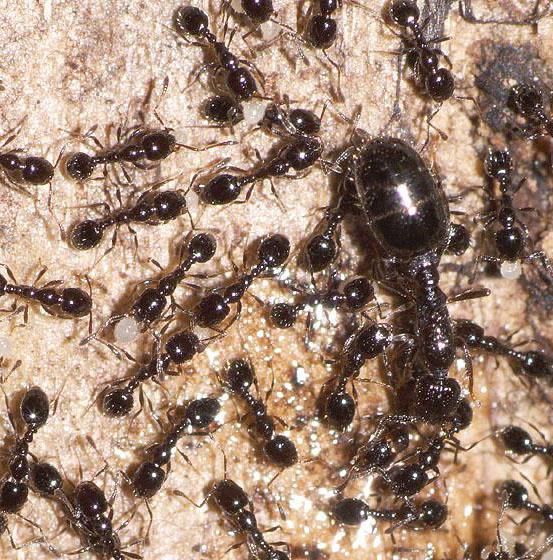 Црни мрави са крилима
