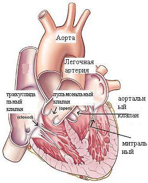 zastawka aortalna