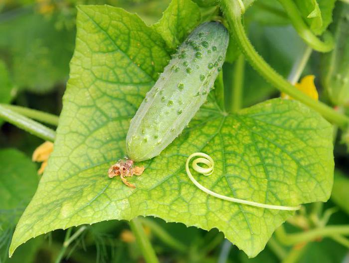 лечение на листни въшки върху краставици в оранжерията