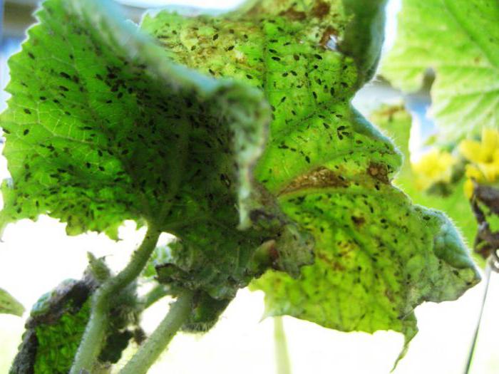 борба с листните въшки върху краставиците в оранжерията