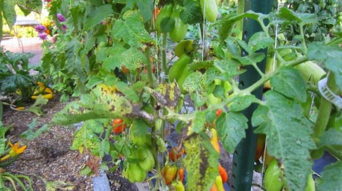 листна въшка върху домати, как да се бори с народни средства