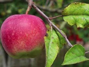 калорична ябълка