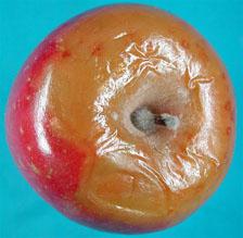 bolesti ploda jabuke