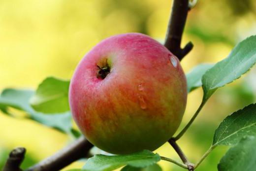 мечта на ябълково дърво