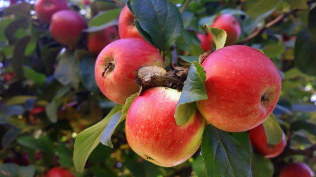 fotografija stabla jabuka